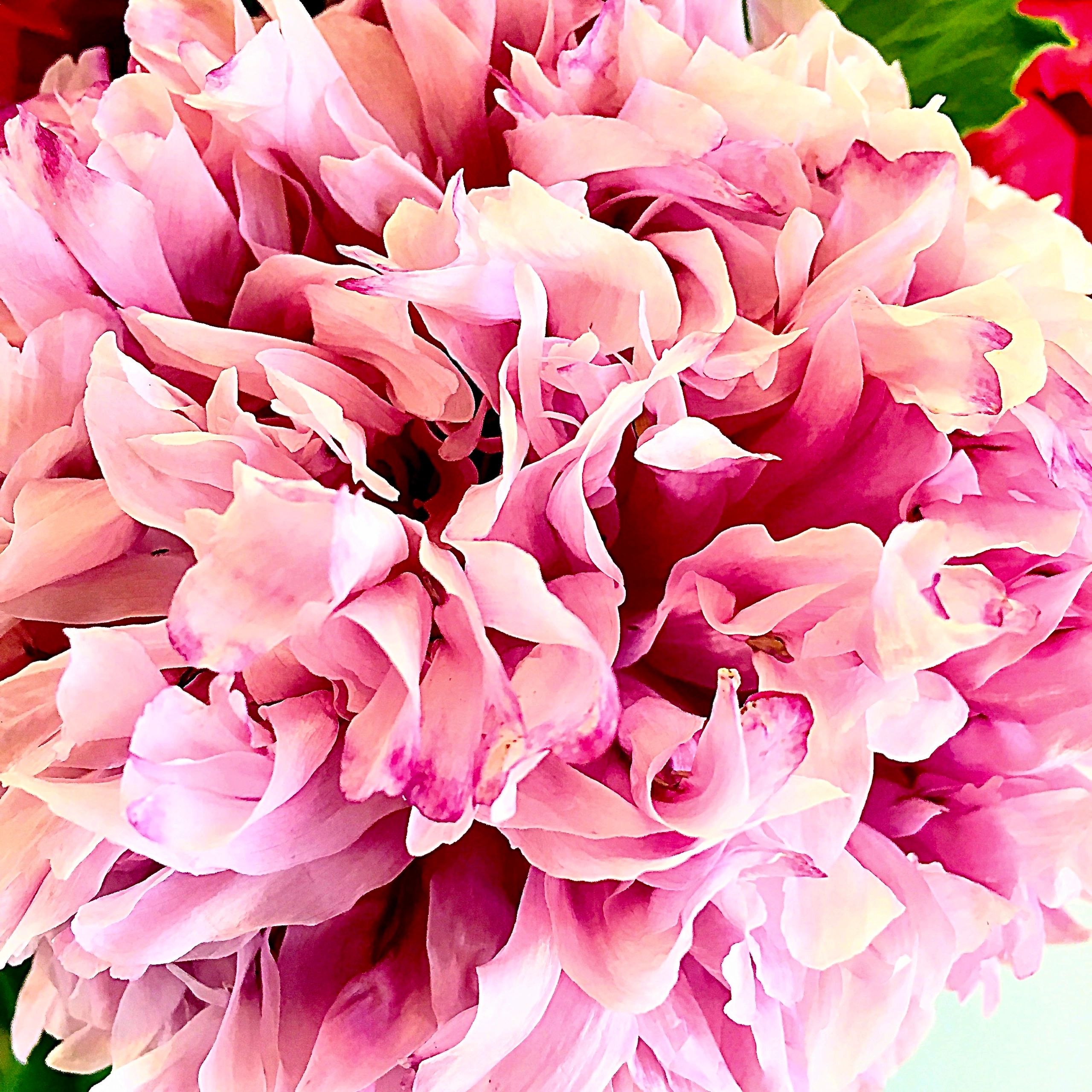 Soft pink peony bloom symbolizing a love note