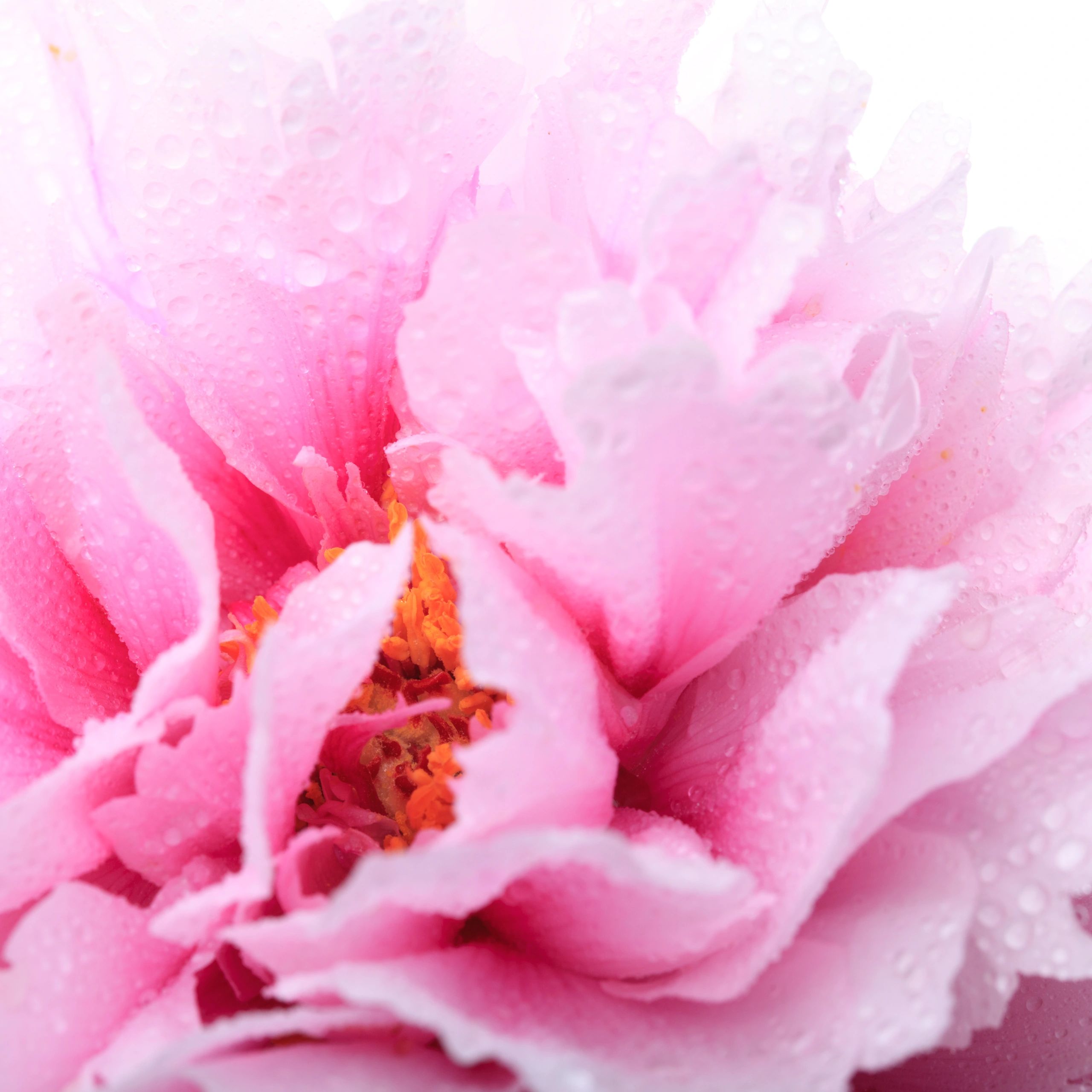 Pink peony close up