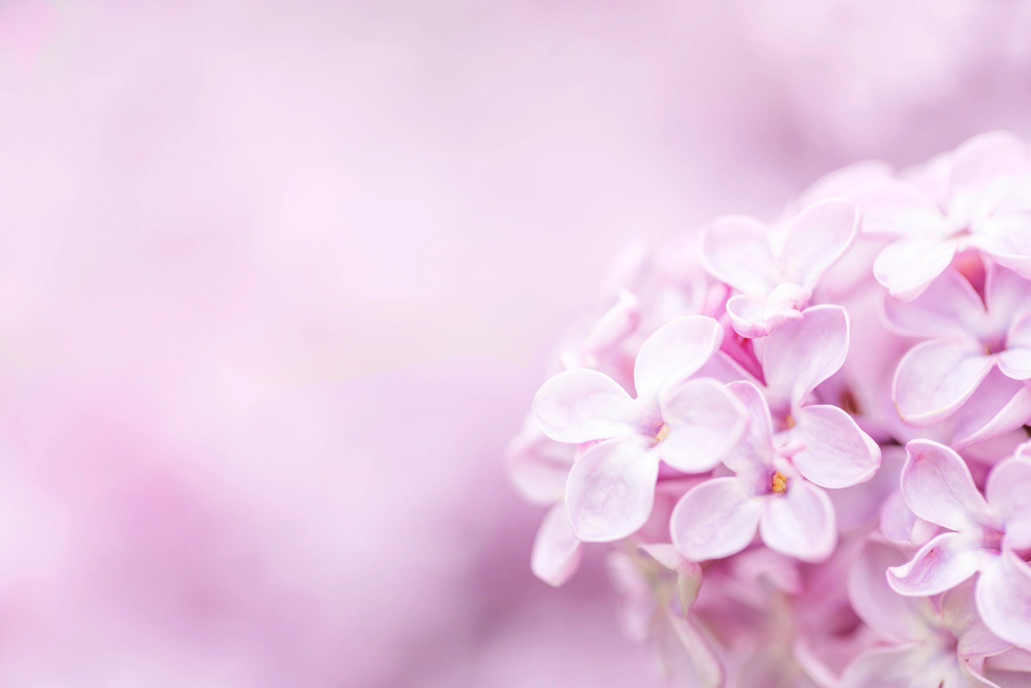Soft pink lilac flowers