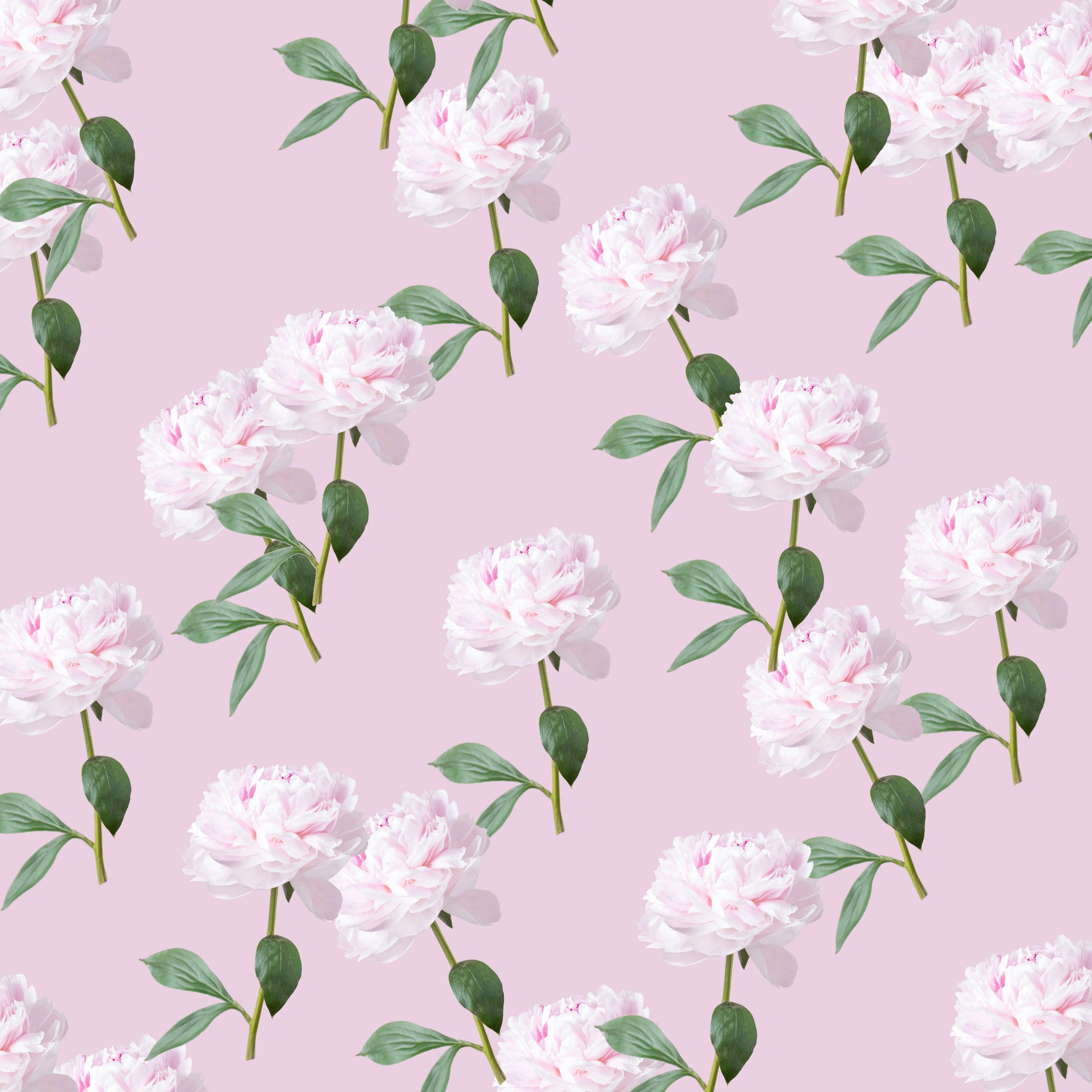 Pink peony on soft pastel background