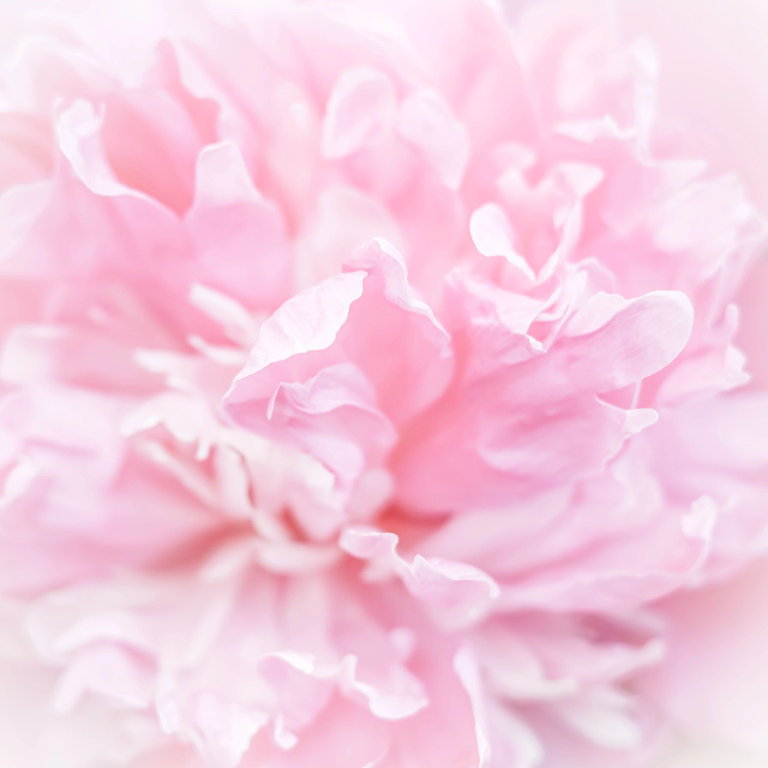 Soft pink peony petals abstract background