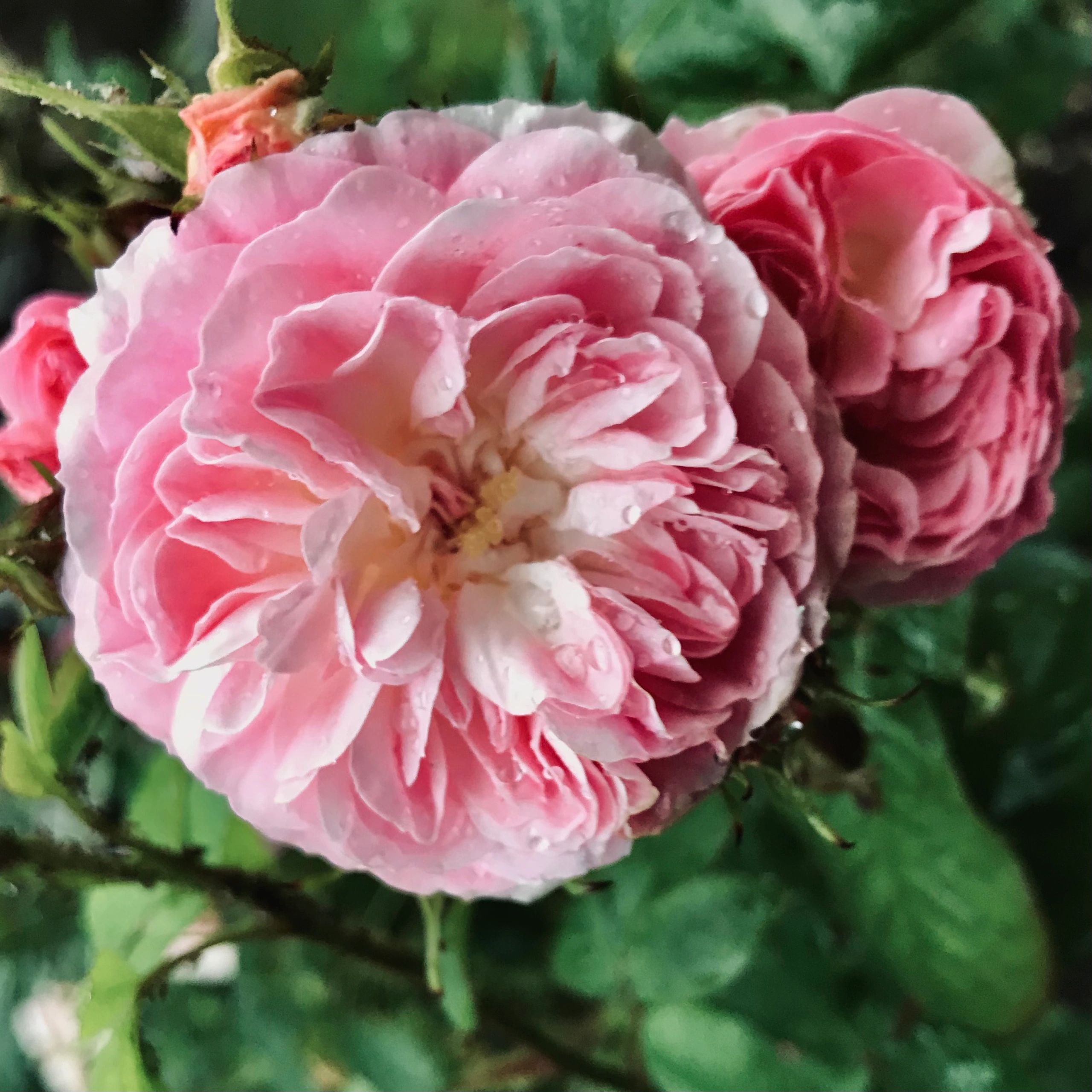 Soft pink floral blooms in a dreamy garden setting
