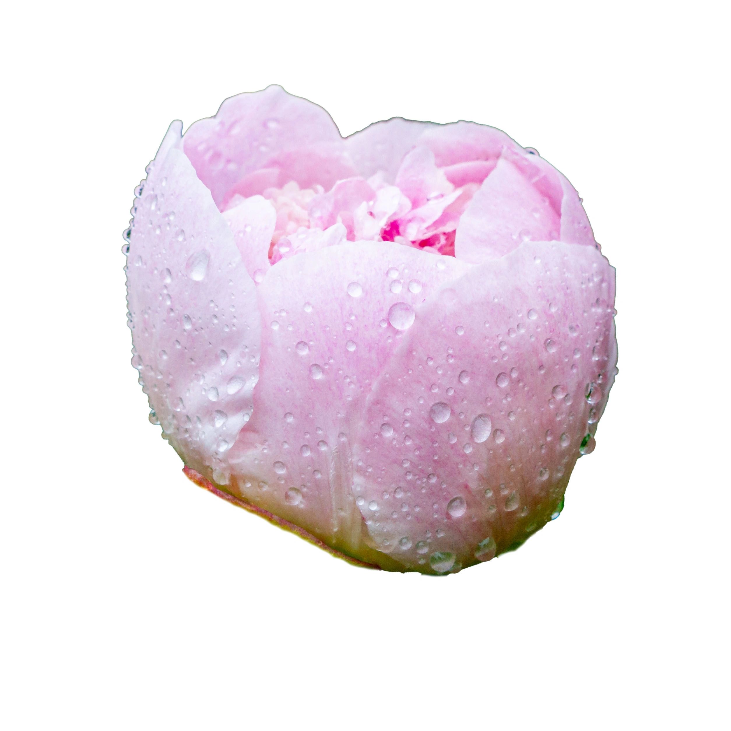 Pink peony bud with dew drops