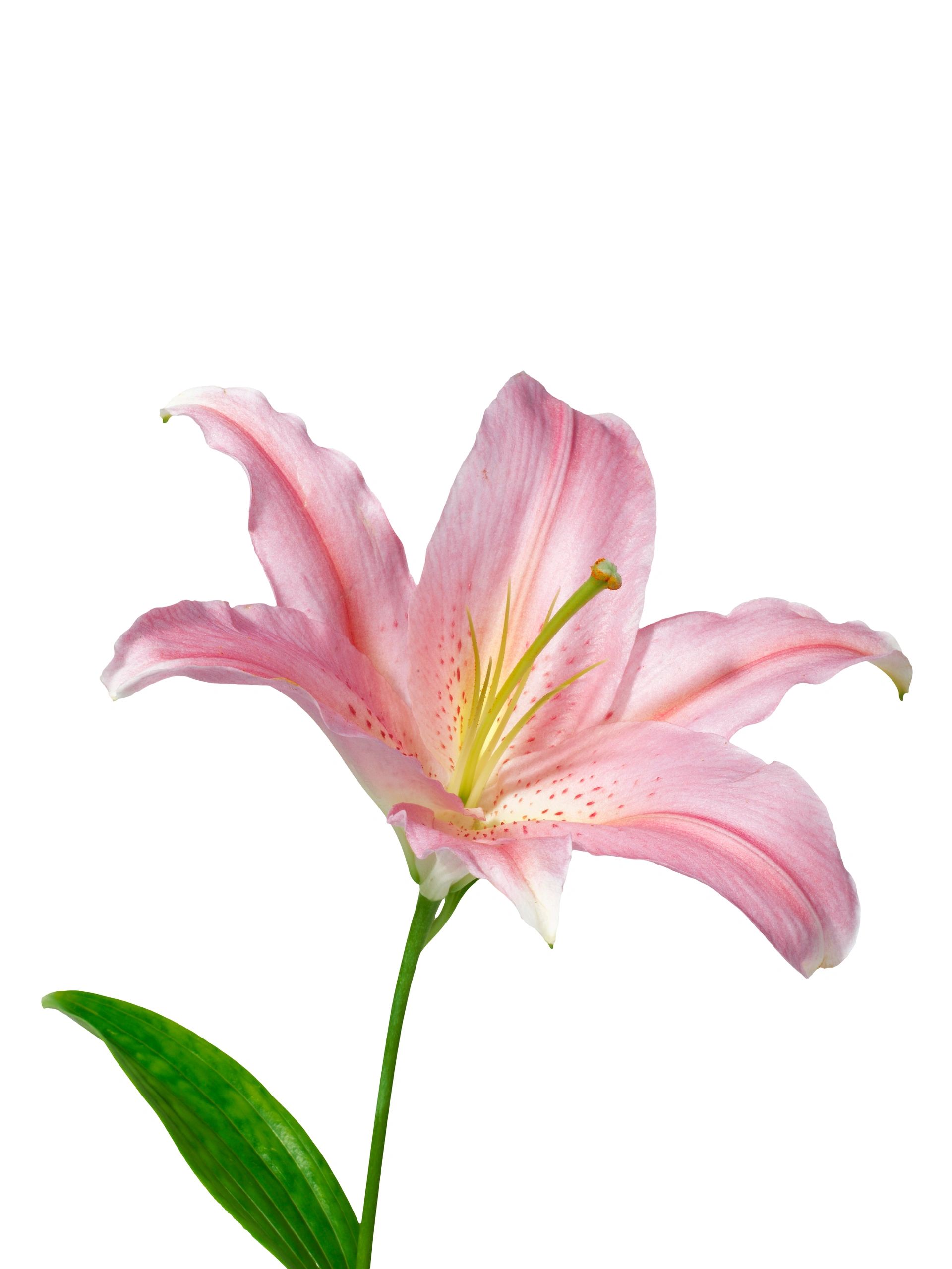 Pink lily flower on stem