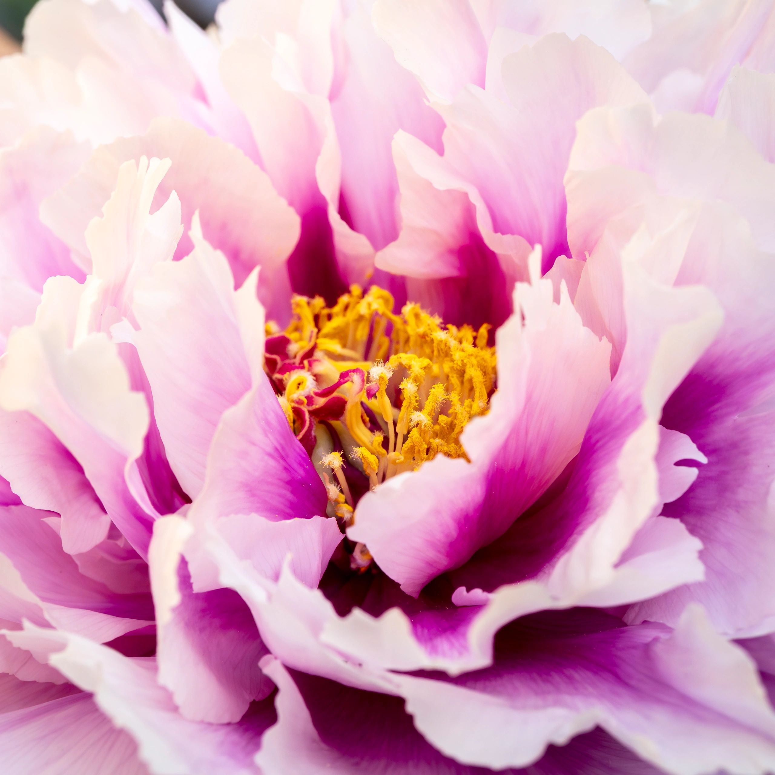 Delicate pink peony bloom in macro view