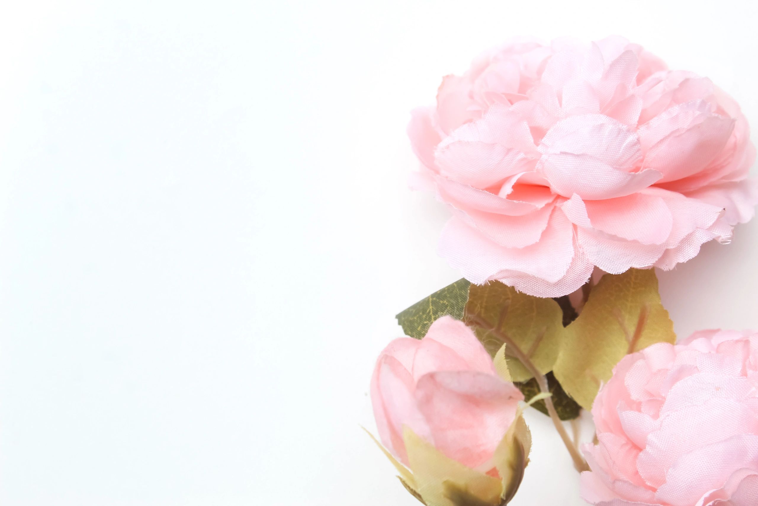 Peony flower detail on a light background