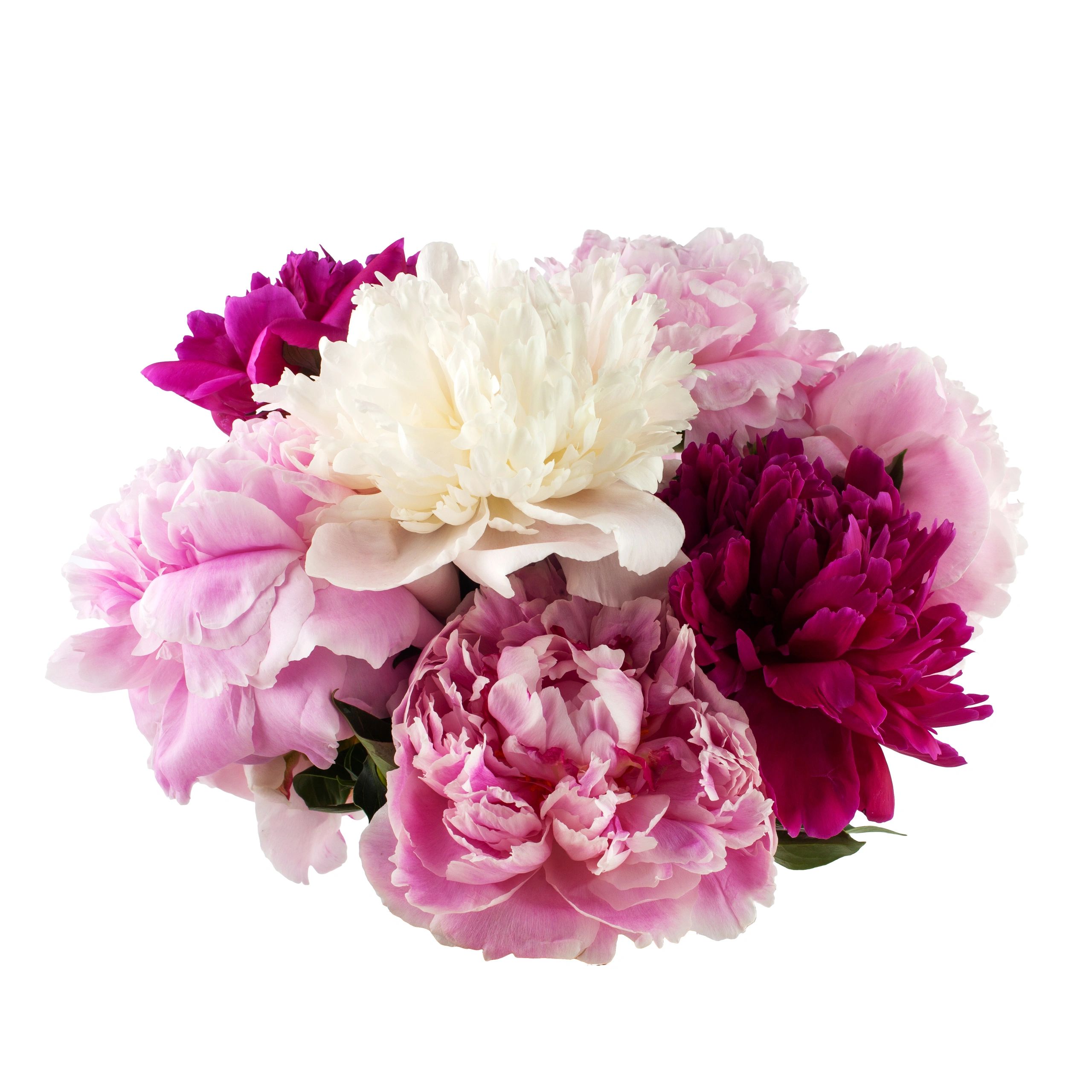 Colourful peony bunch on white background